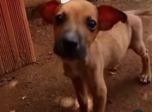 Mandoca y Maracucho fueron rescatados