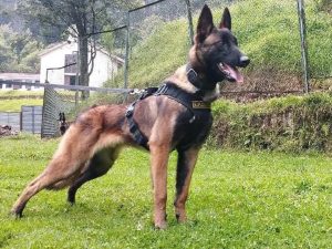 “No es Wilson”: Ejército colombiano niega aparición del perro de rescate