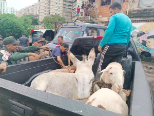 Rescatan animales maltratados en el sector Longaray de El Valle
