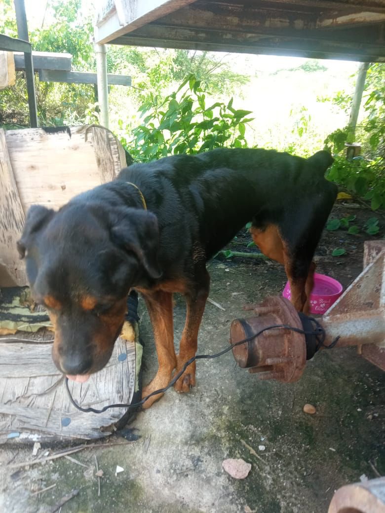 Saab: ley de protección animal debe elevar mayores penas de prisión