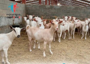 Sector caprino y ovino resalta apoyo del Estado