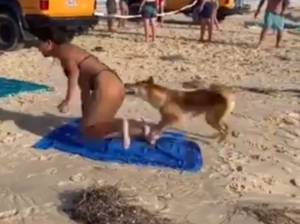 Viral: Un perro Dingo muerde a una turista en la playa