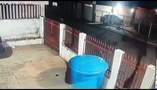 Los tres pequeños perritos que evitaron robo de una vivienda en Zulia (Video)