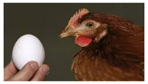 ¿Fue primero el huevo o la gallina?