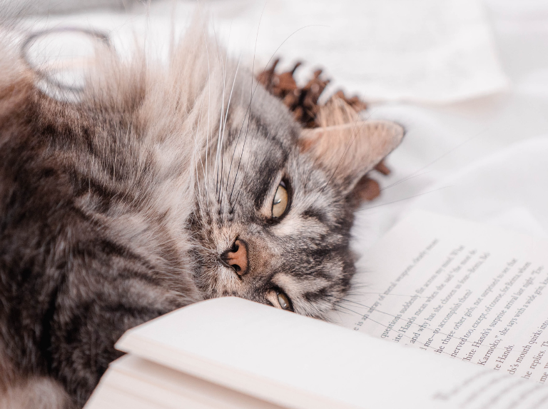 Gatoterapia, una razón más para adoptar un gato