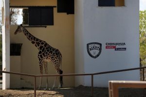 ¡Salvemos a Benito! es la consigna por la jirafa maltratada en México
