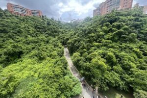 "Sin bosques no hay futuro", Ministerio de EcoSocialismo ratificó protección del bosque de la Alameda amenazado por un proyecto de canchas de Pádel