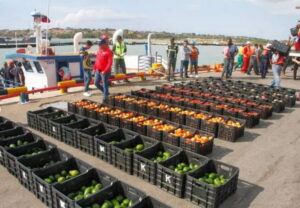Exportación hacia Aruba, Bonaire y Curazao alcanza las mil toneladas