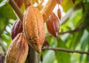 Ganador de Maestros Chocolateros elogió calidad del cacao Chuao
