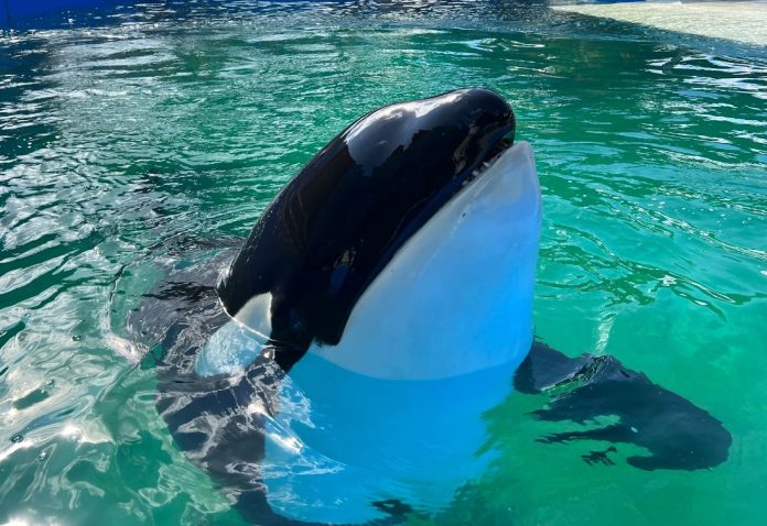 Murió Lolita, la orca cautiva en Miami desde hace 53 años