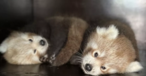Dos pandas rojos nacen en parque zoológico de Francia