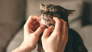 Ven y cuenta la mejor anécdota de tu michi en la Ecotertulia Mundo Gato