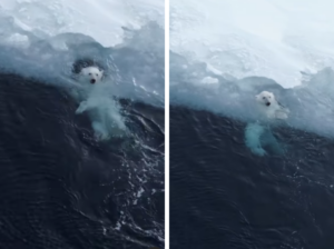 Viral: Un oso polar se divierte entre el hielo y el agua