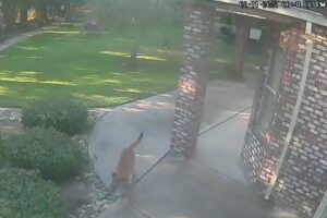 Se asomó por la ventana para ver con quién jugaba su mascota y quedó en shock