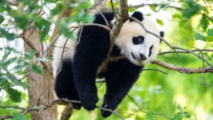 China recuperó todos los pandas de los zoológicos de EEUU luego de 50 años de cría