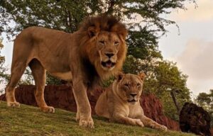 La voz humana le causa más miedo a los animales que el rugido de un león
