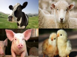 Juan Fernando Serrano Ponce - ¡Conócelos! Estos son los principales tipos de ganadería - FOTO