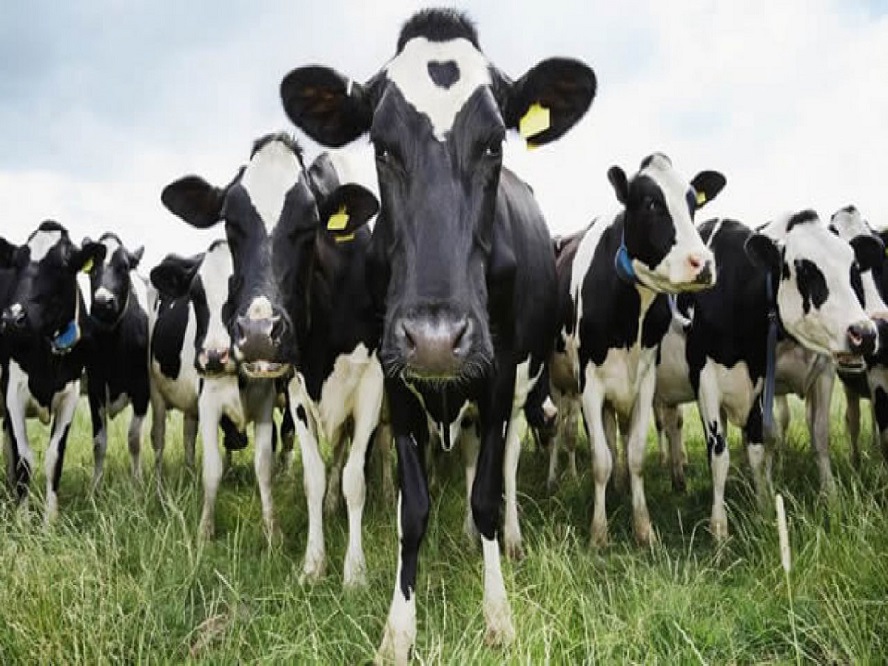 Juan Fernando Serrano Ponce - ¡Entérate! Estas son las principales razas bovinas especializadas en leche - FOTO