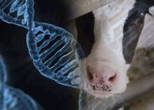 Juan Fernando Serrano Ponce - Mejoramiento genético animal; Qué es y cuáles son sus beneficios - FOTO