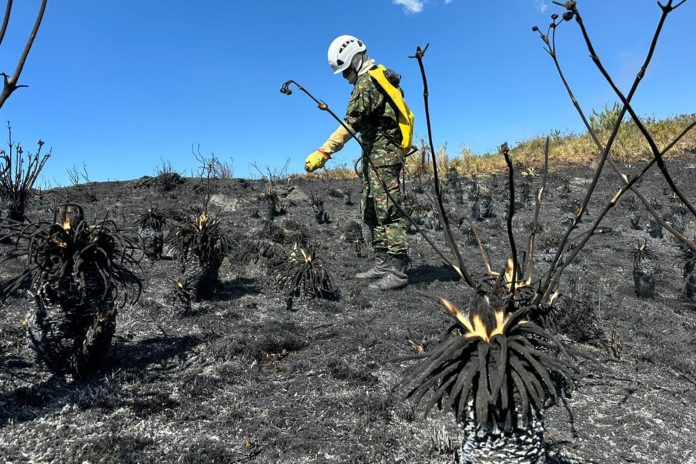 Los incendios forestales han arrasado más de 7.000 hectáreas en Colombia