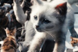 Es una de las películas de ciencia ficción más chifladas del último año y ya la puedes ver en Disney+. Una felina space opera que fracasó en cines