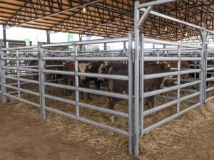 Juan Fernando Serrano Ponce - ¡Conócelas! Top 8 medidas de manejo e higiene en corrales para ganado bovino - FOTO