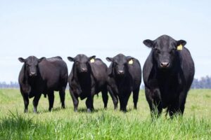 Juan Fernando Serrano Ponce - ¡Entérate! Razas de ganado vacuno para producción de carne; Cuáles son las mejores - FOTO