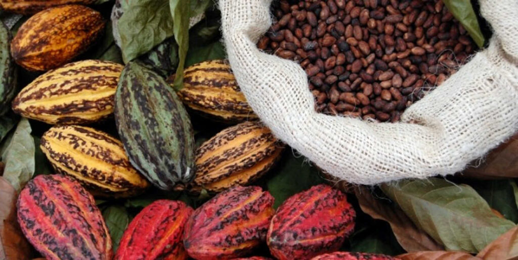 Precios del cacao alcanzan máximos históricos por escasez de oferta en regiones productoras