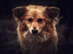 La iniciativa es muy innovadora y busca disminuir animales en refugios municipales