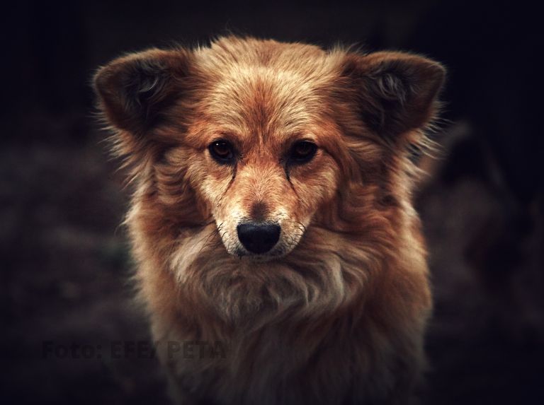 La iniciativa es muy innovadora y busca disminuir animales en refugios municipales