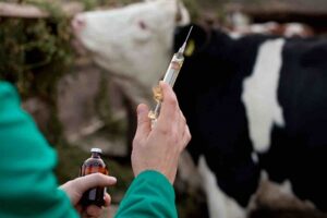 Juan Fernando Serrano Ponce - ¡Conócelos! 4 consejos para mantener la salud del ganado vacuno - FOTO