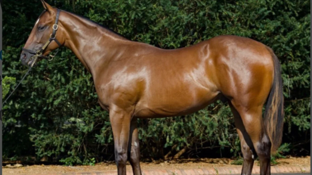 El entrenador venezolano José Francisco D´Ängelo pagó un millón y medio de dólares por este potro