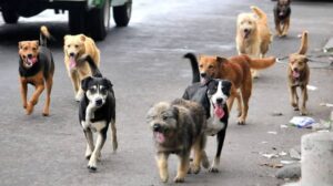 17 perros y 10 gatos fueron asesinados, les dieron comida envenenada
