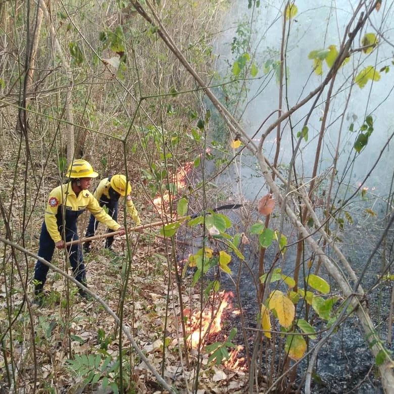 900 hectáreas de bosques yaracuyanos devastados por incendios