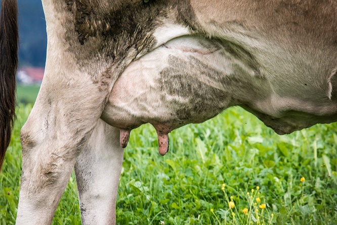 Juan Fernando Serrano Ponce - ¡Entérate! Mastitis; Qué es y cuántos tipos existen - FOTO