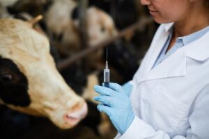 Juan Fernando Serrano Ponce - ¡Síguelos! Top 4 tips para mantener sano al ganado vacuno - FOTO