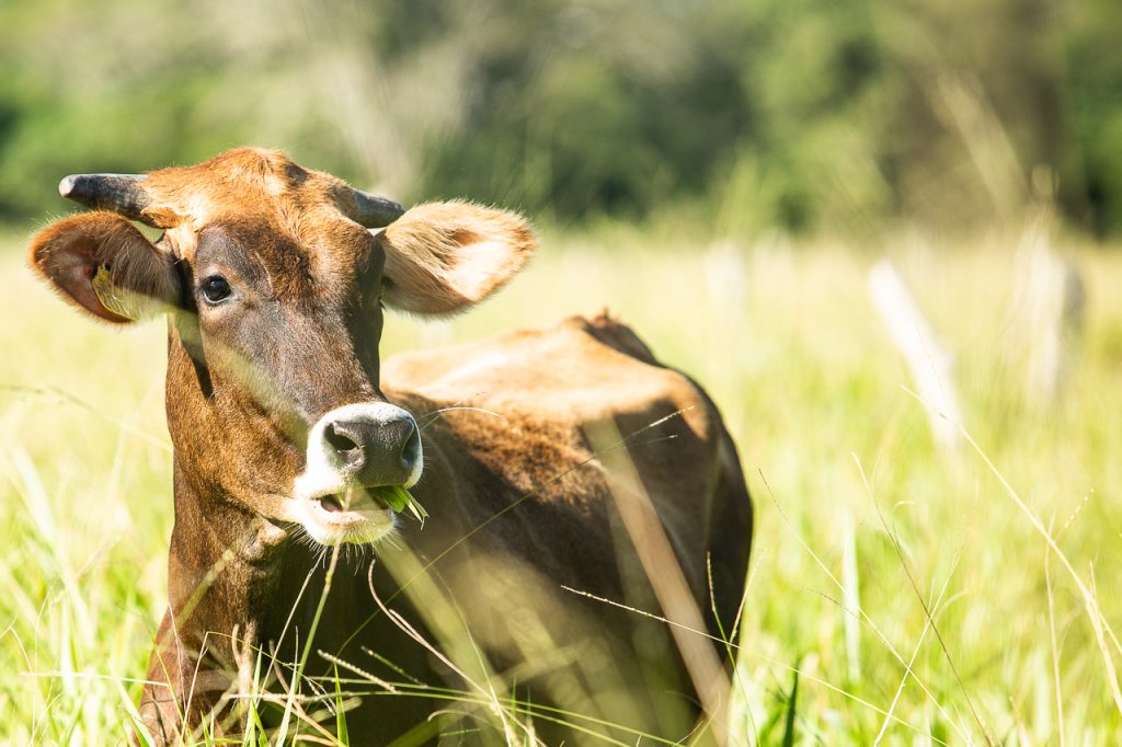 Ganadería regenerativa, un método para recuperar fertilidad de los suelos