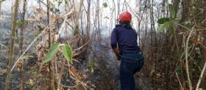 Incendio forestal afectó 463 hectáreas de Cerro Azul en Barinas 