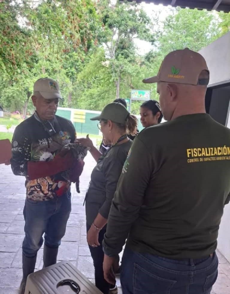 Llega al Zoológico de Las Delicias un Tigrillo Leopardus