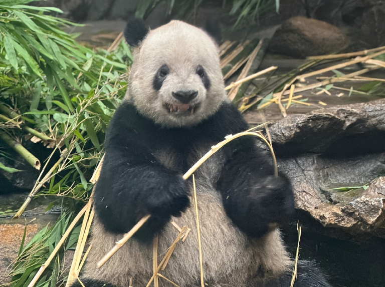Meng Er: El panda que muestra sus dientes al comer