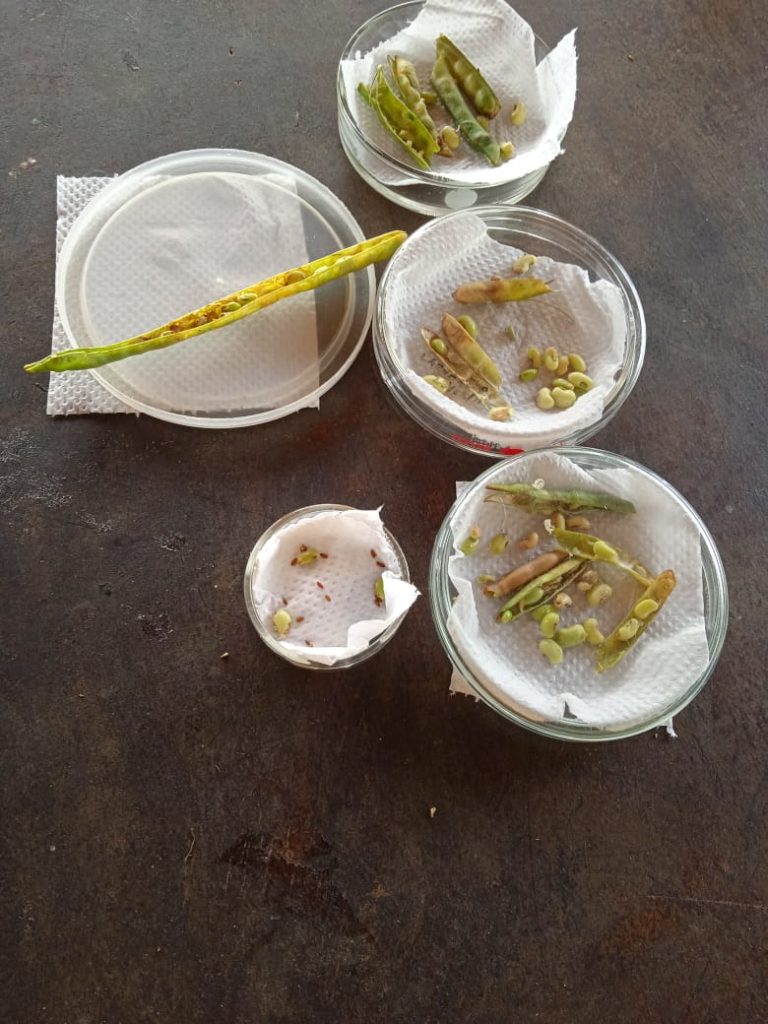 Monagas es un suelo fértil para producir frijoles