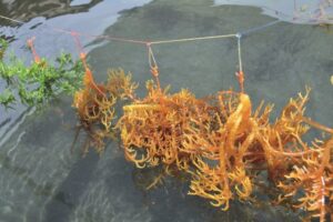 Nueva Esparta impulsa el cultivo de algas marinas