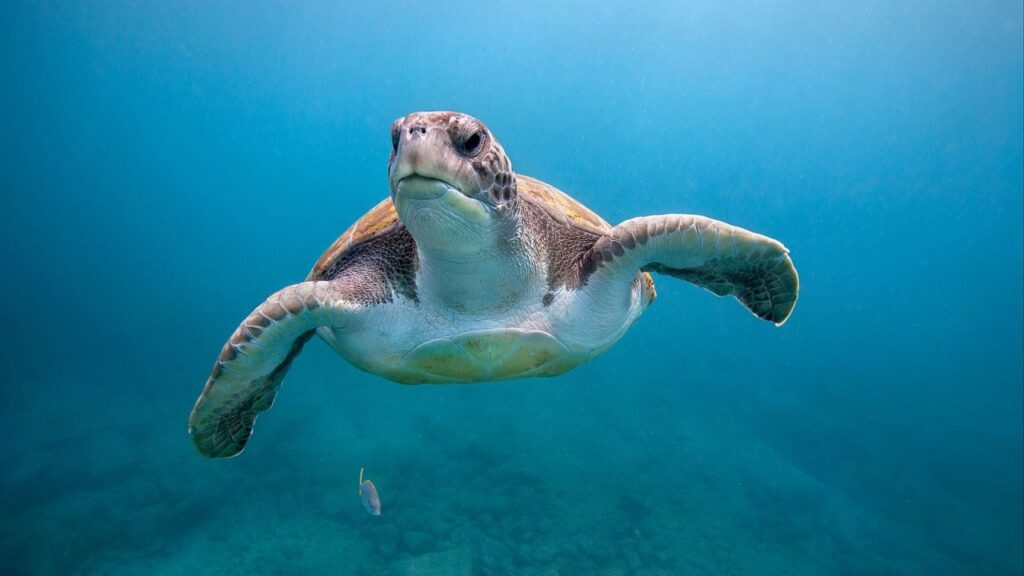 "Los océanos se encuentran en un punto crítico"