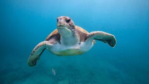 "Los océanos se encuentran en un punto crítico"