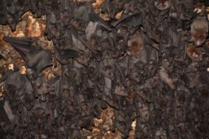 Buscan proteger refugios de murciélagos en el país