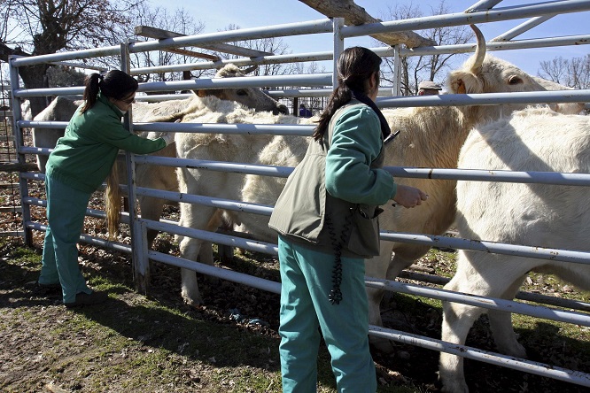 Juan Fernando Serrano Ponce - Antibióticos en ganadería; Riesgos y beneficios de su uso - FOTO