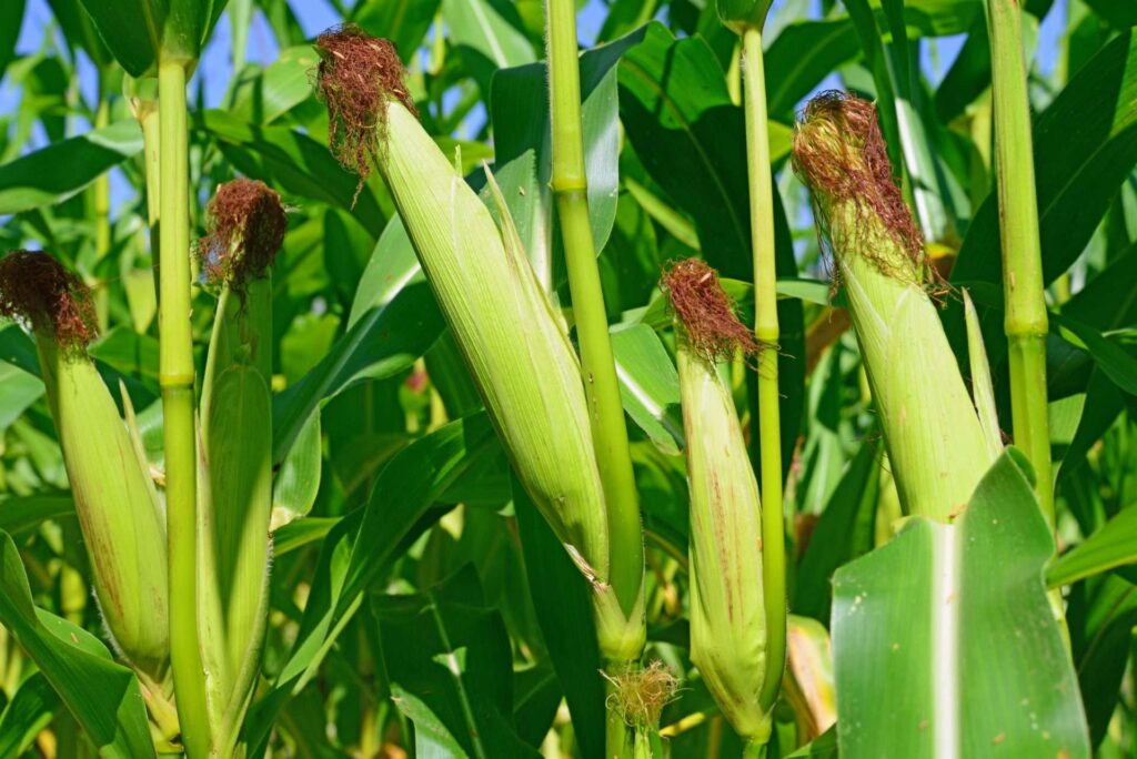 En Monagas los suelos son para cosechar maíz