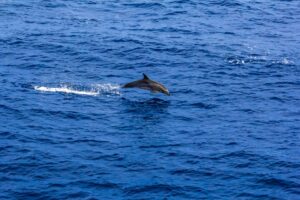 Evalúan la presencia de cetáceos entre costa de La Guaira e Isla de Aves