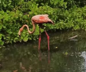 Flamenco caribeño es rescatado de las aguas del Lago de Maracaibo 