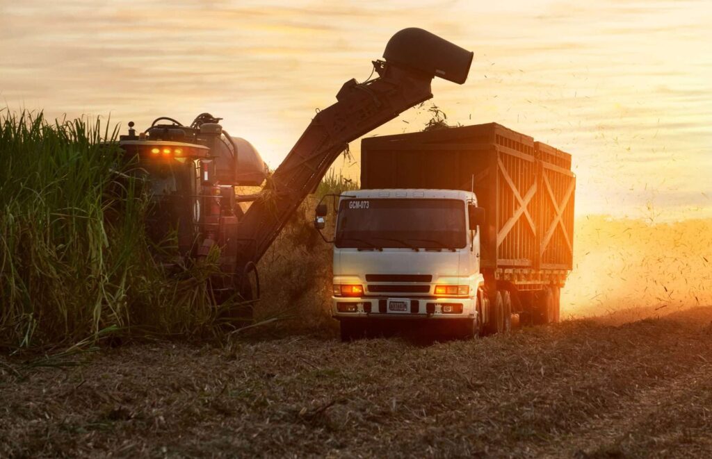 Garantizado abastecimiento de azúcar en lo que resta de año